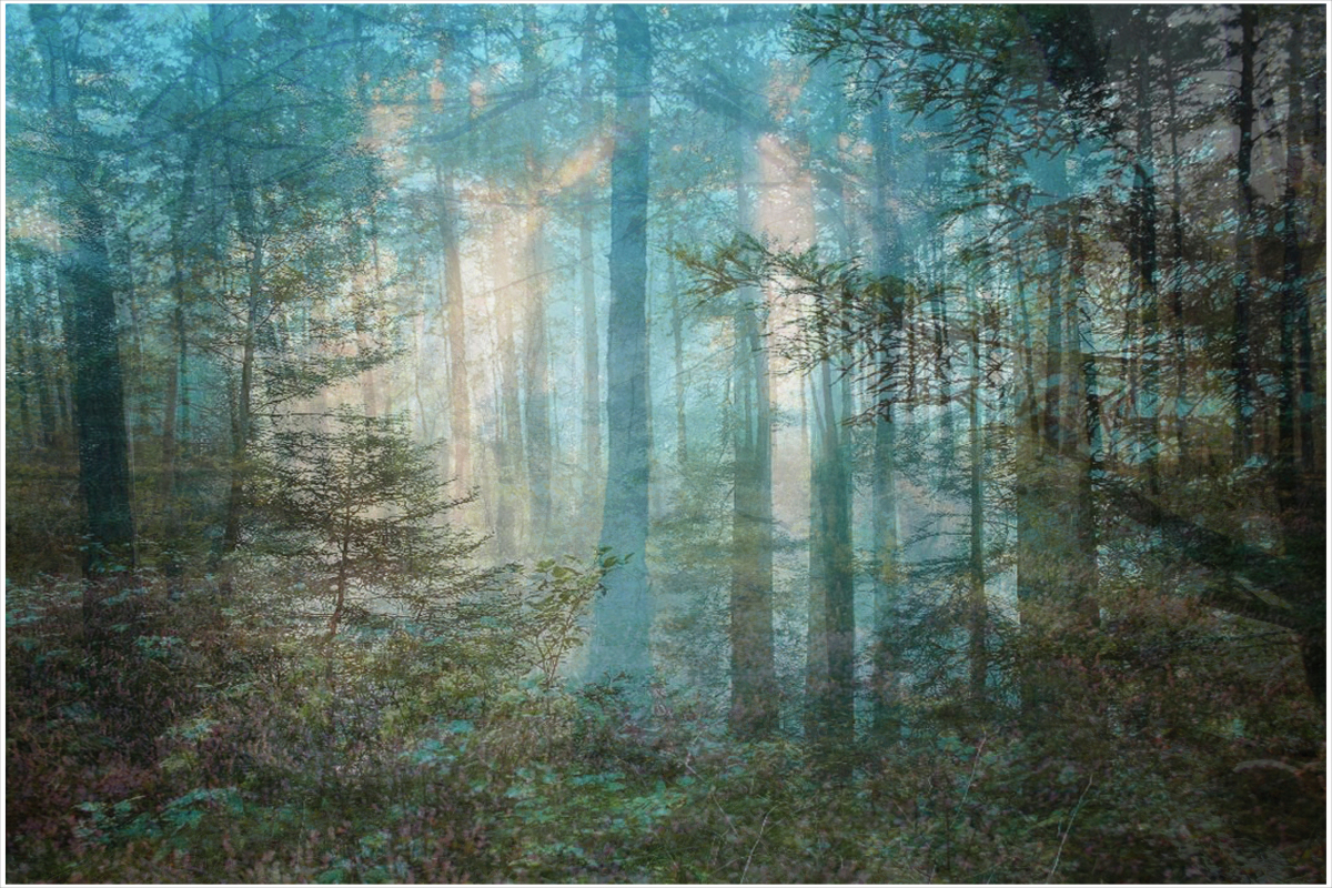 Four Years out of a Death Row Sentence (Forest)